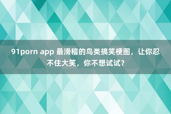 91porn app 最滑稽的鸟类搞笑梗图，让你忍不住大笑，你不想试试？